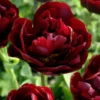 Tulip 'Uncle Tom' -UK Garden Plants Sales 2024 tulip uncle tom 00