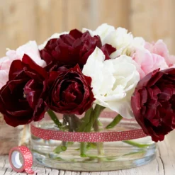 Tulip 'Uncle Tom' -UK Garden Plants Sales 2024 tulip uncle tom 1