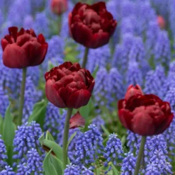 Tulip 'Uncle Tom' -UK Garden Plants Sales 2024 tulip uncle tom 10 scaled