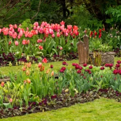 Tulip 'Uncle Tom' -UK Garden Plants Sales 2024 tulip uncle tom 11 scaled
