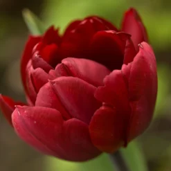 Tulip 'Uncle Tom' -UK Garden Plants Sales 2024 tulip uncle tom 12 scaled