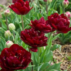 Tulip 'Uncle Tom' -UK Garden Plants Sales 2024 tulip uncle tom 13 scaled