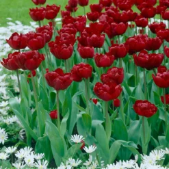 Tulip 'Uncle Tom' -UK Garden Plants Sales 2024 tulip uncle tom 2