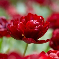 Tulip 'Uncle Tom' -UK Garden Plants Sales 2024 tulip uncle tom 3