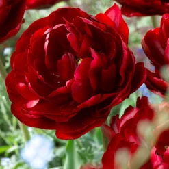 Tulip 'Uncle Tom' -UK Garden Plants Sales 2024 tulip uncle tom 4