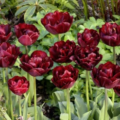 Tulip 'Uncle Tom' -UK Garden Plants Sales 2024 tulip uncle tom 5