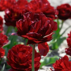 Tulip 'Uncle Tom' -UK Garden Plants Sales 2024 tulip uncle tom 6 scaled