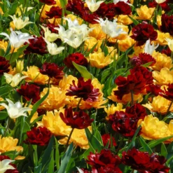 Tulip 'Uncle Tom' -UK Garden Plants Sales 2024 tulip uncle tom 7 scaled