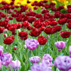 Tulip 'Uncle Tom' -UK Garden Plants Sales 2024 tulip uncle tom 8