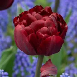 Tulip 'Uncle Tom' -UK Garden Plants Sales 2024 tulip uncle tom 9