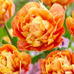 Tulip 'Valdivia' 15 Tulip 'Valdivia' -UK Garden Plants Sales 2024 tulip valdivia 1