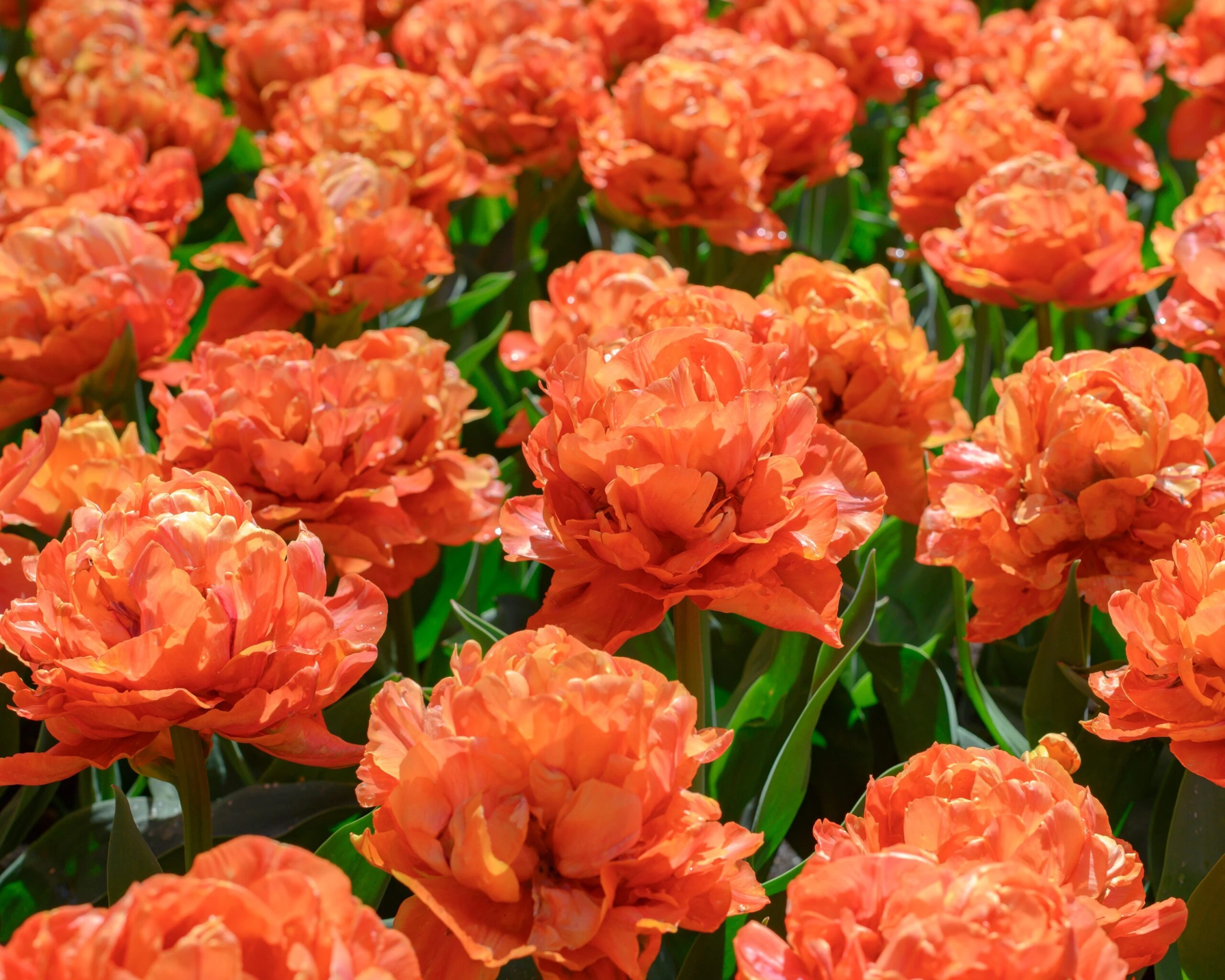 Tulip 'Valdivia' 4 Tulip 'Valdivia' - Image 2