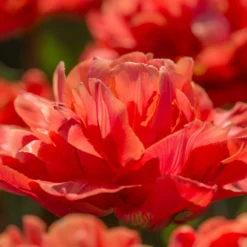 Tulip 'Valdivia' 21 Tulip 'Valdivia' -UK Garden Plants Sales 2024 tulip valdivia 11 scaled