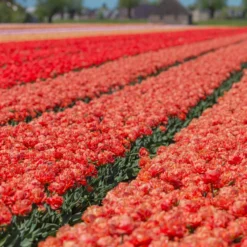 Tulip 'Valdivia' 19 Tulip 'Valdivia' -UK Garden Plants Sales 2024 tulip valdivia 4 scaled