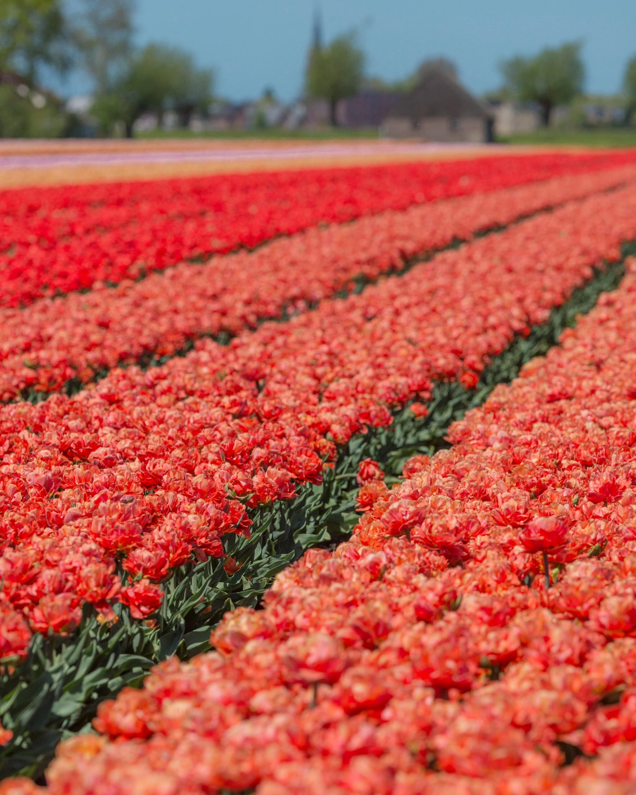 Tulip 'Valdivia' 9 Tulip 'Valdivia' - Image 7