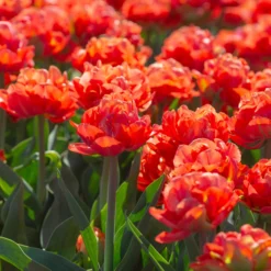 Tulip 'Valdivia' 20 Tulip 'Valdivia' -UK Garden Plants Sales 2024 tulip valdivia 5 scaled