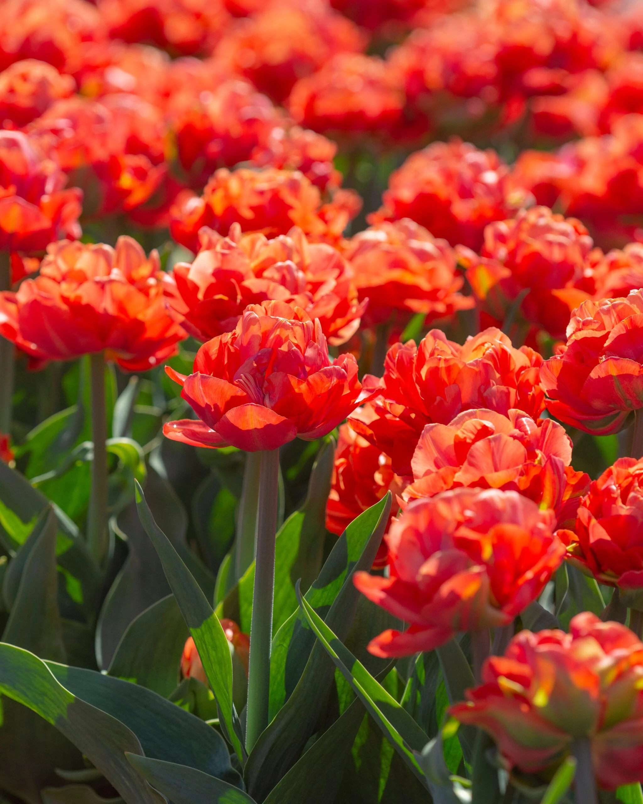 Tulip 'Valdivia' 10 Tulip 'Valdivia' - Image 8