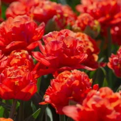 Tulip 'Valdivia' 22 Tulip 'Valdivia' -UK Garden Plants Sales 2024 tulip valdivia 6 scaled