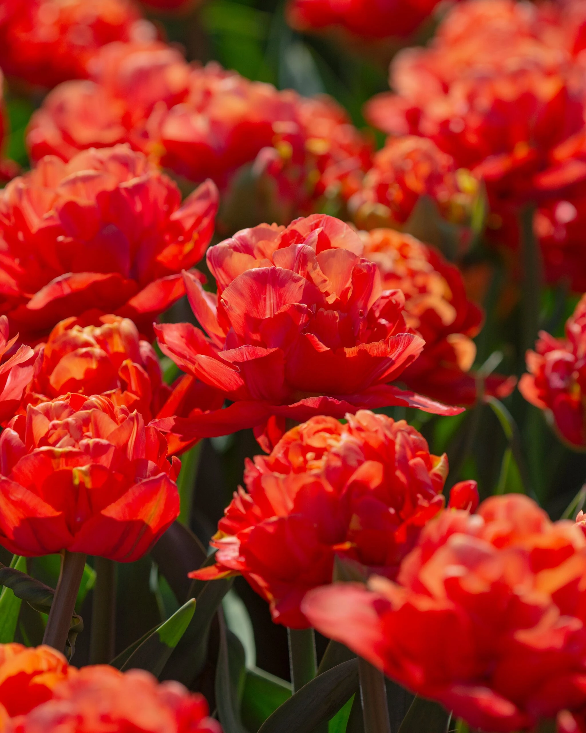 Tulip 'Valdivia' 12 Tulip 'Valdivia' - Image 10