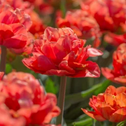 Tulip 'Valdivia' 18 Tulip 'Valdivia' -UK Garden Plants Sales 2024 tulip valdivia 7 scaled