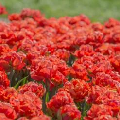 Tulip 'Valdivia' 16 Tulip 'Valdivia' -UK Garden Plants Sales 2024 tulip valdivia 8 scaled