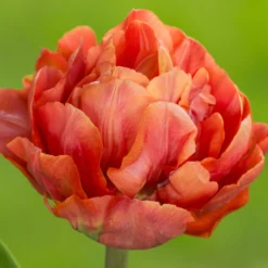 Tulip 'Valdivia' 23 Tulip 'Valdivia' -UK Garden Plants Sales 2024 tulip valdivia 9 scaled