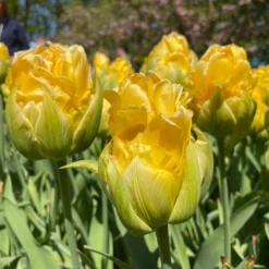 Tulip 'Vanilla Coup' 22 Tulip 'Vanilla Coup' -UK Garden Plants Sales 2024 tulip vanilla coup 0 scaled