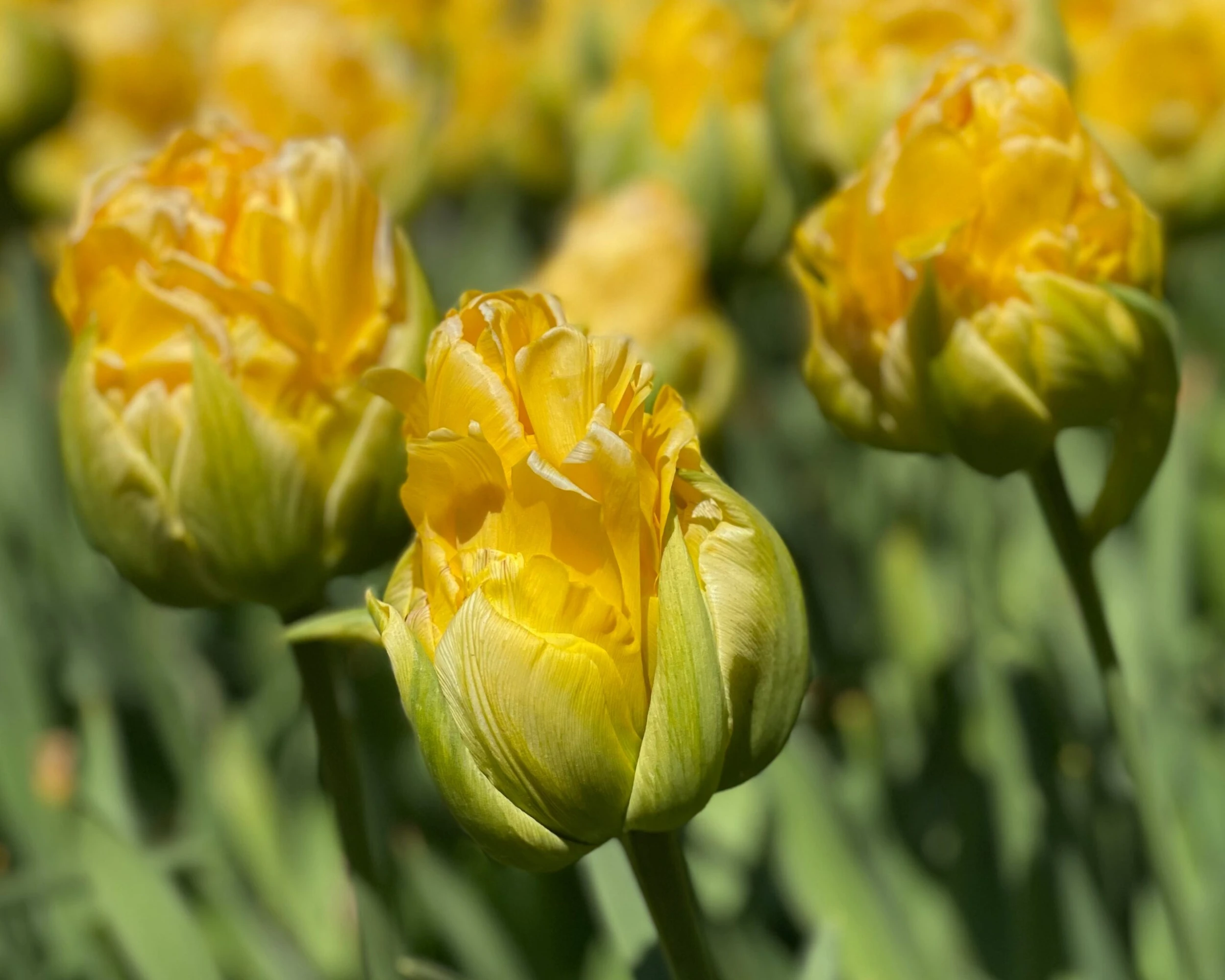 Tulip 'Vanilla Coup' 4 Tulip 'Vanilla Coup' - Image 2