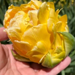 Tulip 'Vanilla Coup' 25 Tulip 'Vanilla Coup' -UK Garden Plants Sales 2024 tulip vanilla coup 000 scaled