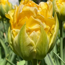 Tulip 'Vanilla Coup' 17 Tulip 'Vanilla Coup' -UK Garden Plants Sales 2024 tulip vanilla coup 0000 scaled