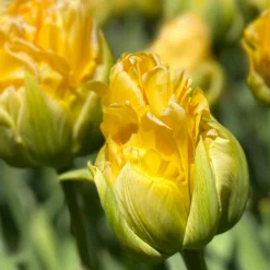 Tulip 'Vanilla Coup' 20 Tulip 'Vanilla Coup' -UK Garden Plants Sales 2024 tulip vanilla coup 00000