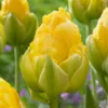 Tulip 'Vanilla Coup'