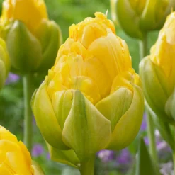Tulip 'Vanilla Coup'
