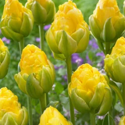 Tulip 'Vanilla Coup' 19 Tulip 'Vanilla Coup' -UK Garden Plants Sales 2024 tulip vanilla coup 2