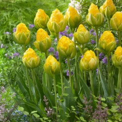 Tulip 'Vanilla Coup' 23 Tulip 'Vanilla Coup' -UK Garden Plants Sales 2024 tulip vanilla coup 3