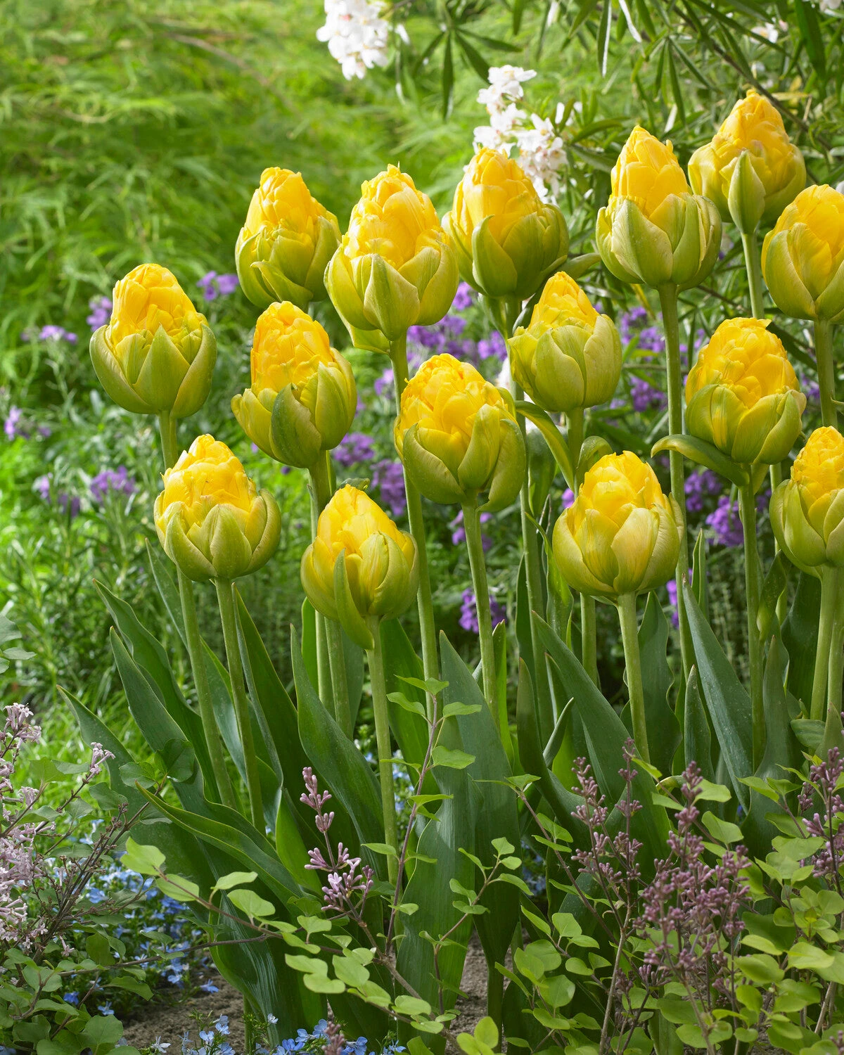 Tulip 'Vanilla Coup' 11 Tulip 'Vanilla Coup' - Image 9
