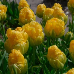 Tulip 'Vanilla Coup' 24 Tulip 'Vanilla Coup' -UK Garden Plants Sales 2024 tulip vanilla coup 4 scaled