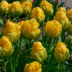 Tulip 'Vanilla Coup' 18 Tulip 'Vanilla Coup' -UK Garden Plants Sales 2024 tulip vanilla coup 5 scaled