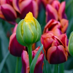 Tulip 'Vanilla Coup' 26 Tulip 'Vanilla Coup' -UK Garden Plants Sales 2024 tulip vanilla coup 6 scaled