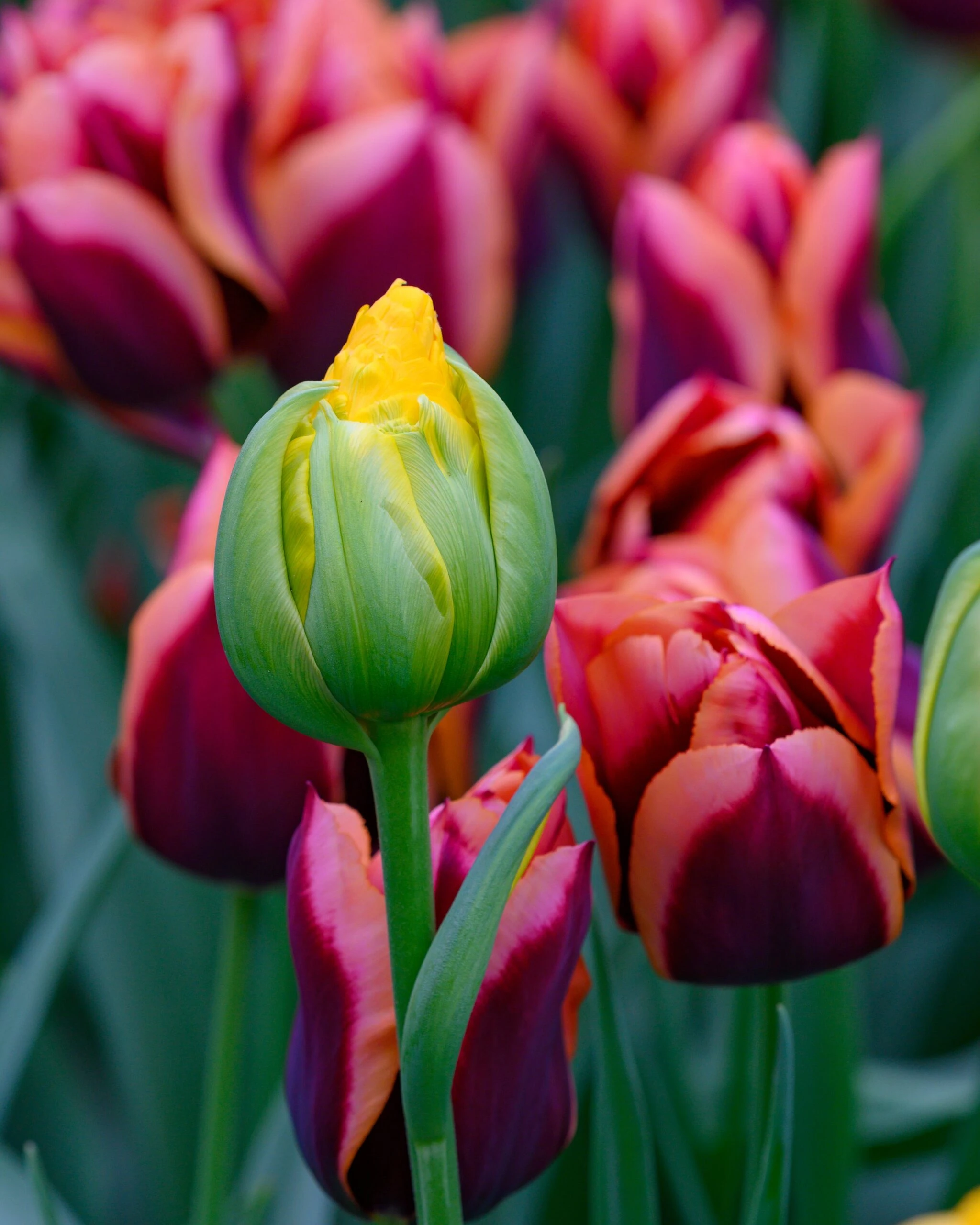 Tulip 'Vanilla Coup' 14 Tulip 'Vanilla Coup' - Image 12