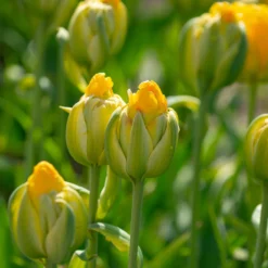 Tulip 'Vanilla Coup' 21 Tulip 'Vanilla Coup' -UK Garden Plants Sales 2024 tulip vanilla coup 7 scaled