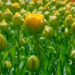 Tulip 'Vanilla Coup' 27 Tulip 'Vanilla Coup' -UK Garden Plants Sales 2024 tulip vanilla coup 8 scaled