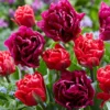 Tulip Collection 'Very Velvet' -UK Garden Plants Sales 2024 tulip very velvet 1