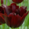Tulip 'Vincent Van Gogh' -UK Garden Plants Sales 2024 tulip vincent van gogh 1