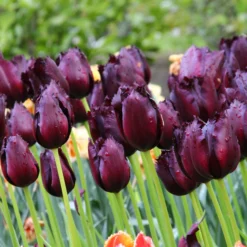 Tulip 'Vincent Van Gogh' -UK Garden Plants Sales 2024 tulip vincent van gogh 1 5a69a25b 8e57 4c75 8cd2 af8cf0f56f54