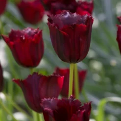Tulip 'Vincent Van Gogh' -UK Garden Plants Sales 2024 tulip vincent van gogh 3