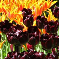 Tulip 'Vincent Van Gogh' -UK Garden Plants Sales 2024 tulip vincent van gogh 5