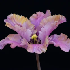 Tulip 'Vovos' -UK Garden Plants Sales 2024 tulip vovos 1 scaled