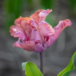 Tulip 'Vovos' -UK Garden Plants Sales 2024 tulip vovos 2 scaled