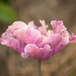 Tulip 'Vovos' -UK Garden Plants Sales 2024 tulip vovos 3